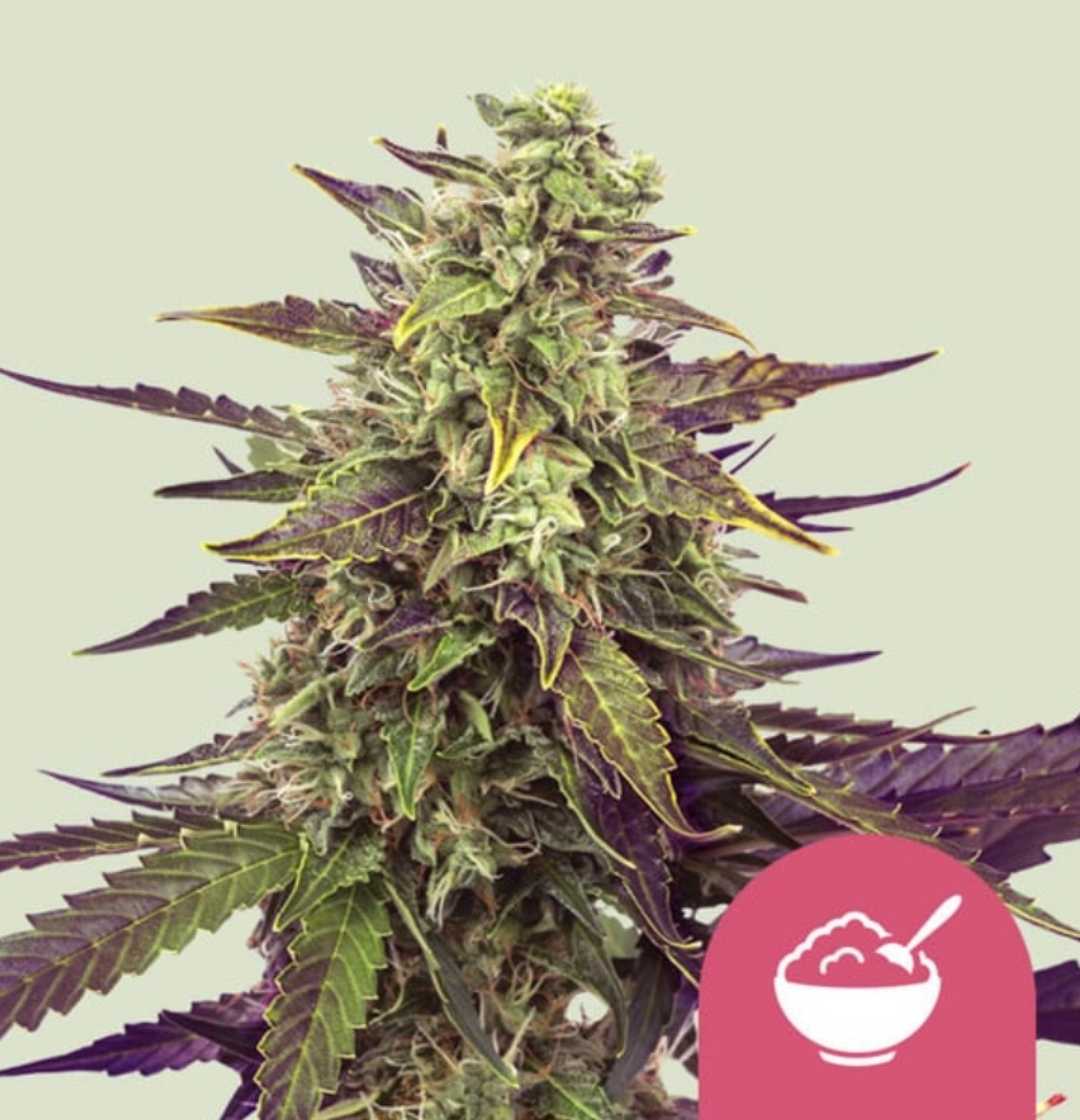 Cereal Milk cannabis strain with vibrant purple and green buds and dense trichomes