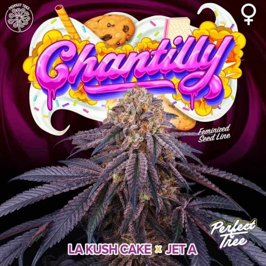 Chantilly (Perfect Tree Seeds) Feminisiert