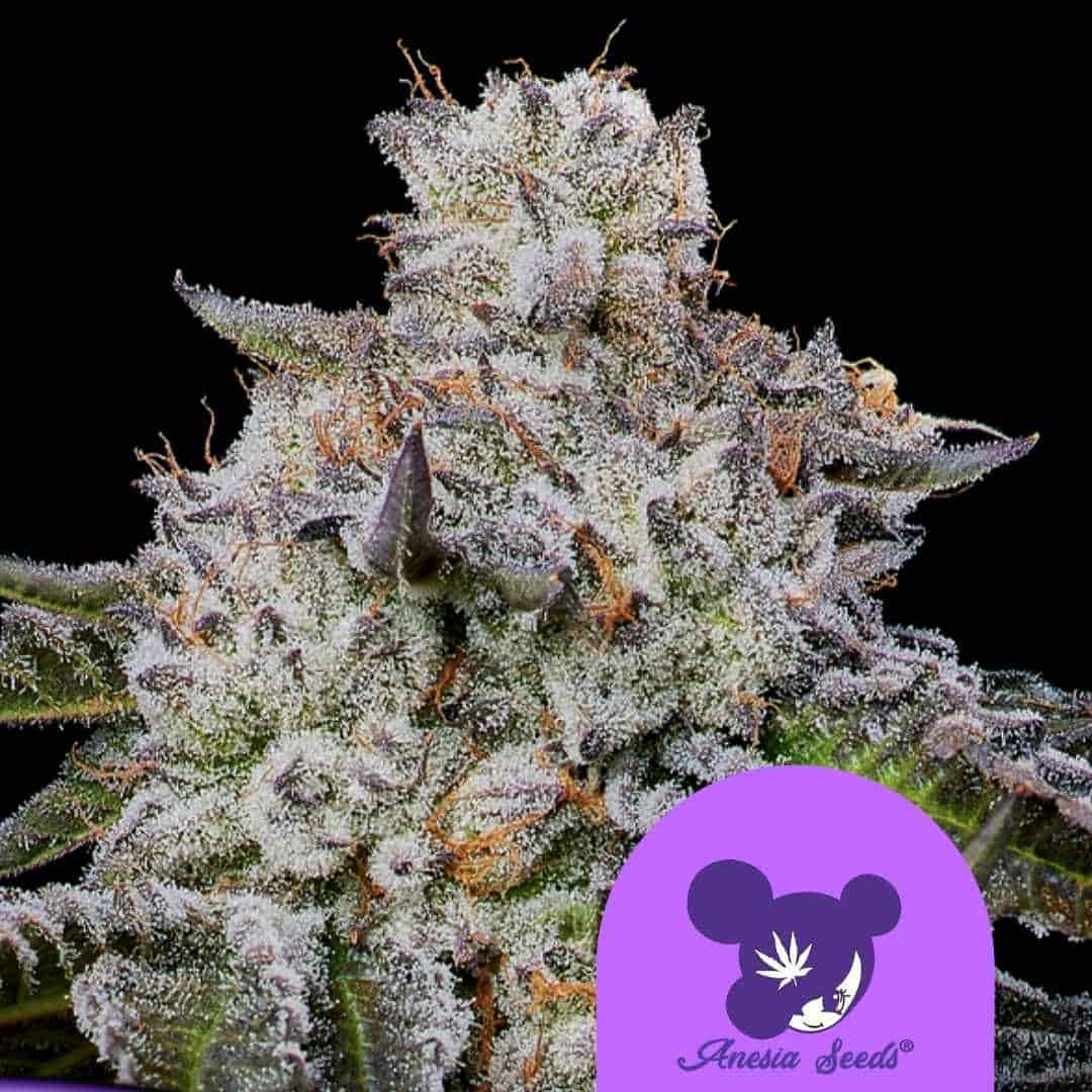 Frostiger Bud der Chaos Cake Auto mit dichten Trichomen und violett-grünen Blütenblättern.