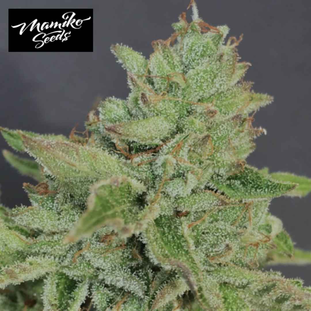 Charm Cookies Blüte mit dichten Trichomen, grünen Kelchen und feinen orangefarbenen Härchen