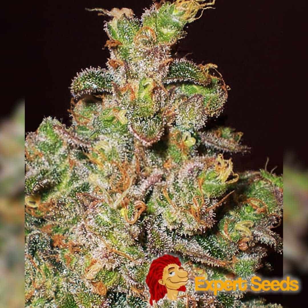 Dichte Cheese Blüte mit orangefarbenen Härchen und glitzernden Trichomen
