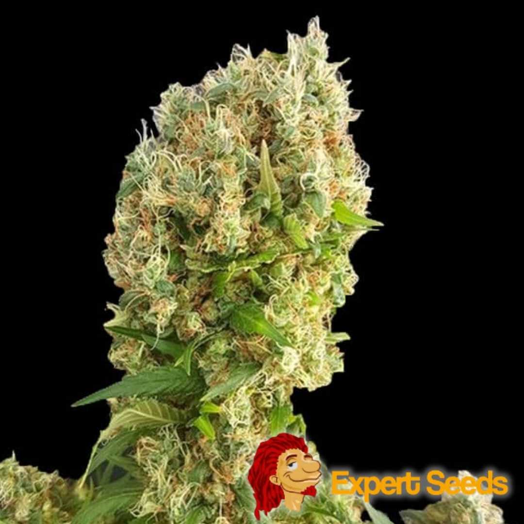 Dichte Chemdog Gorilla Blüte mit vielen orangefarbenen Härchen und harzigen Trichomen