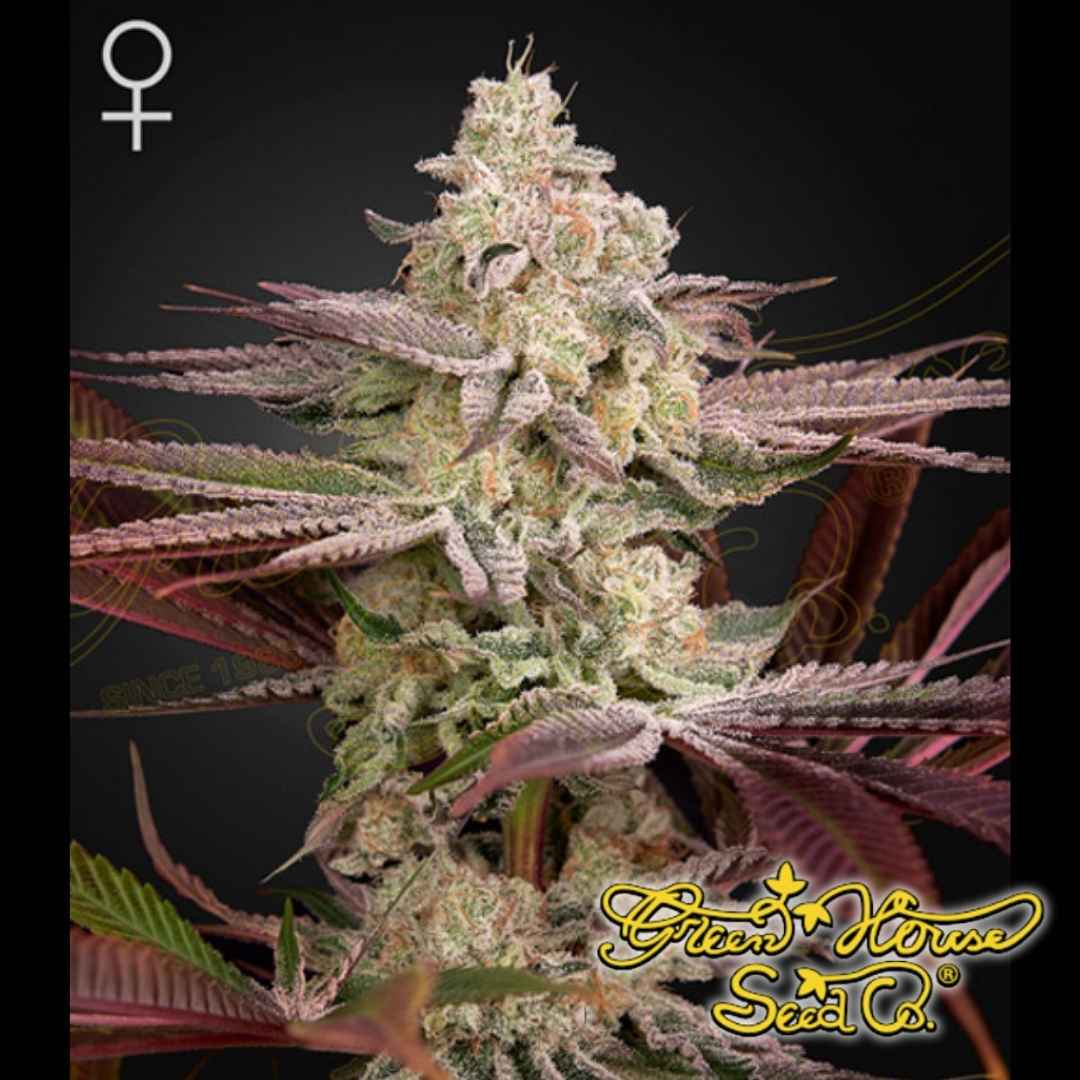 Chemical Bride Cannabispflanze mit dichter Hauptblüte, stark harzig, violette Zuckerblätter und sichtbare Trichome