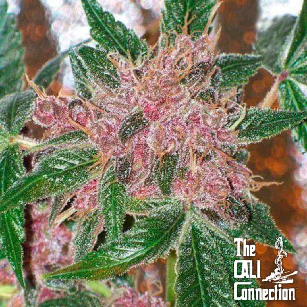 Frostige Cherries Jubilee Blüte mit pinken Knospen und dichten Harzschichten