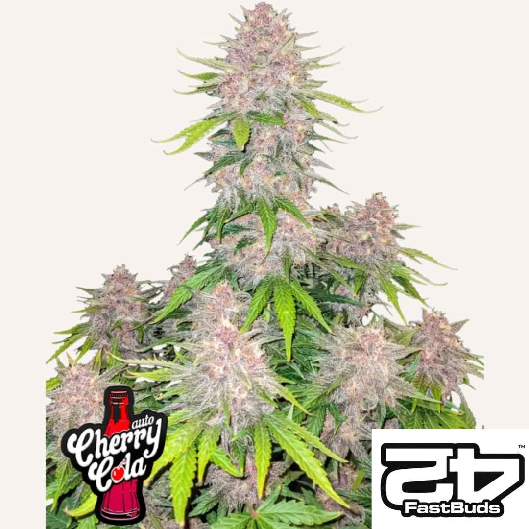 Dichte Cherry Cola Auto Pflanze mit violett-grünen Buds und harzreicher Blüte