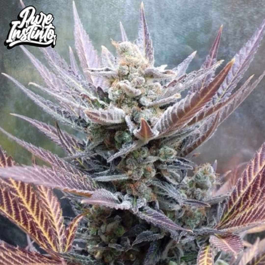 Cherry Cookies Cannabisblüte mit dichten harzigen Buds und violett gefärbten Blättern in der späten Blütephase