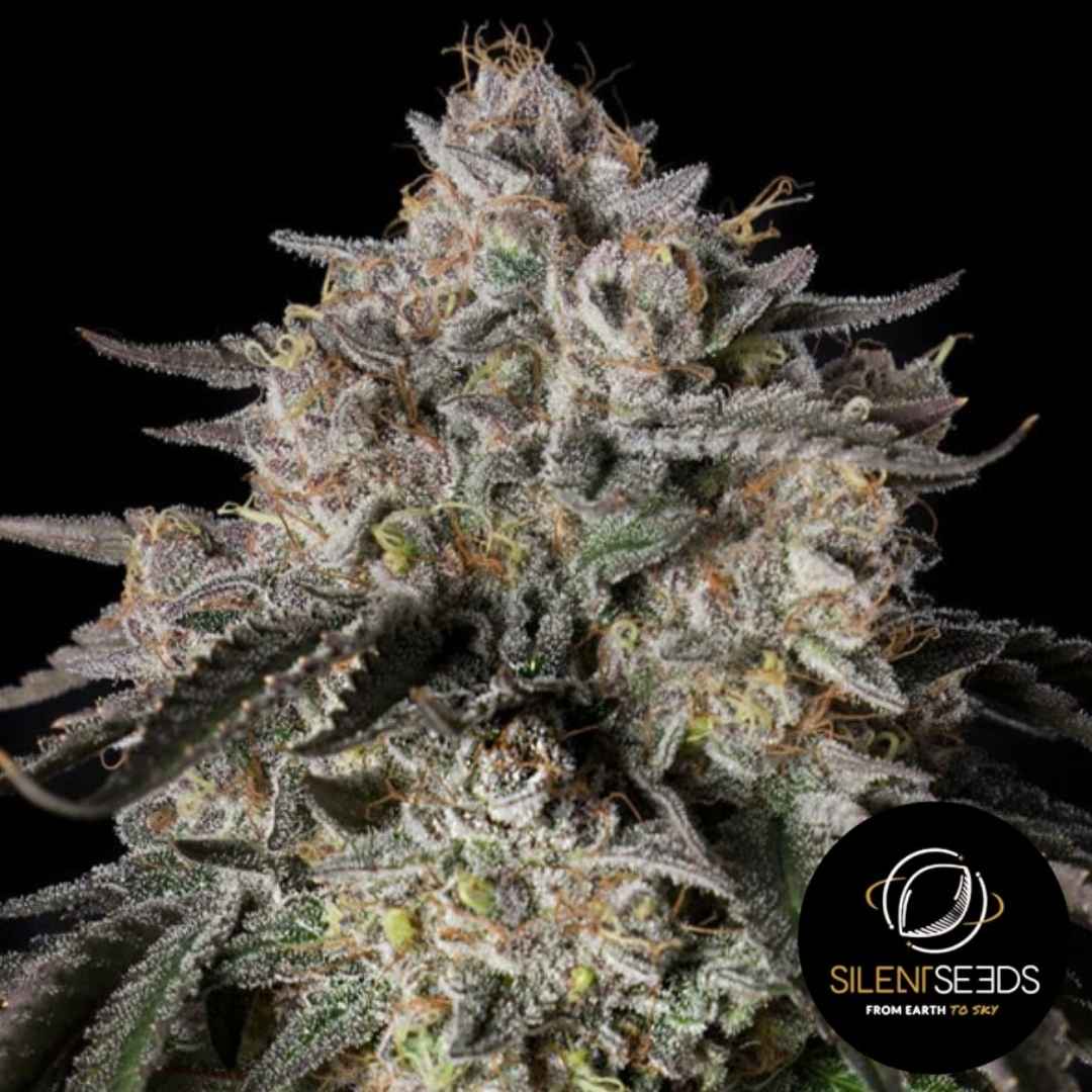 Dicht gewachsene Cherry Essence Blüte mit violett-grünen Nuancen und dicker Schicht glitzernder Harztrichome.