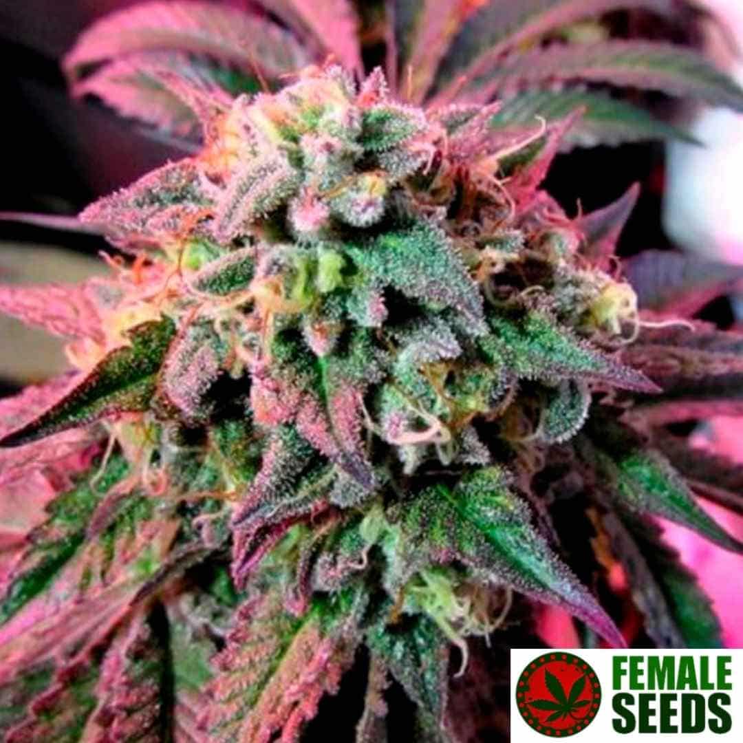 Cherry Pie Cannabisblüte mit dichten harzigen Buds, orangefarbenen Pistillen und glitzernden Trichomen.