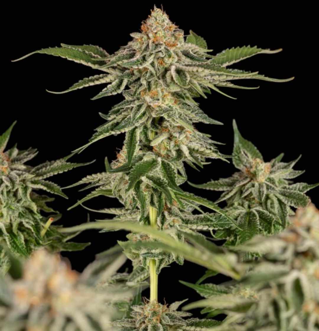 Reife Cherry Pie Blüten mit dichten Trichomen und leicht orangefarbenen Härchen