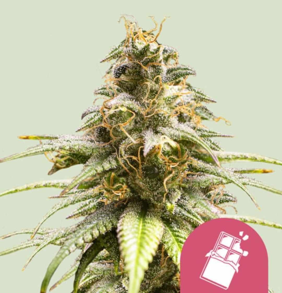 Chocolate Haze Blüte mit glitzerndem Harz, dichten hellgrünen Buds und leuchtend orangen Stigmen