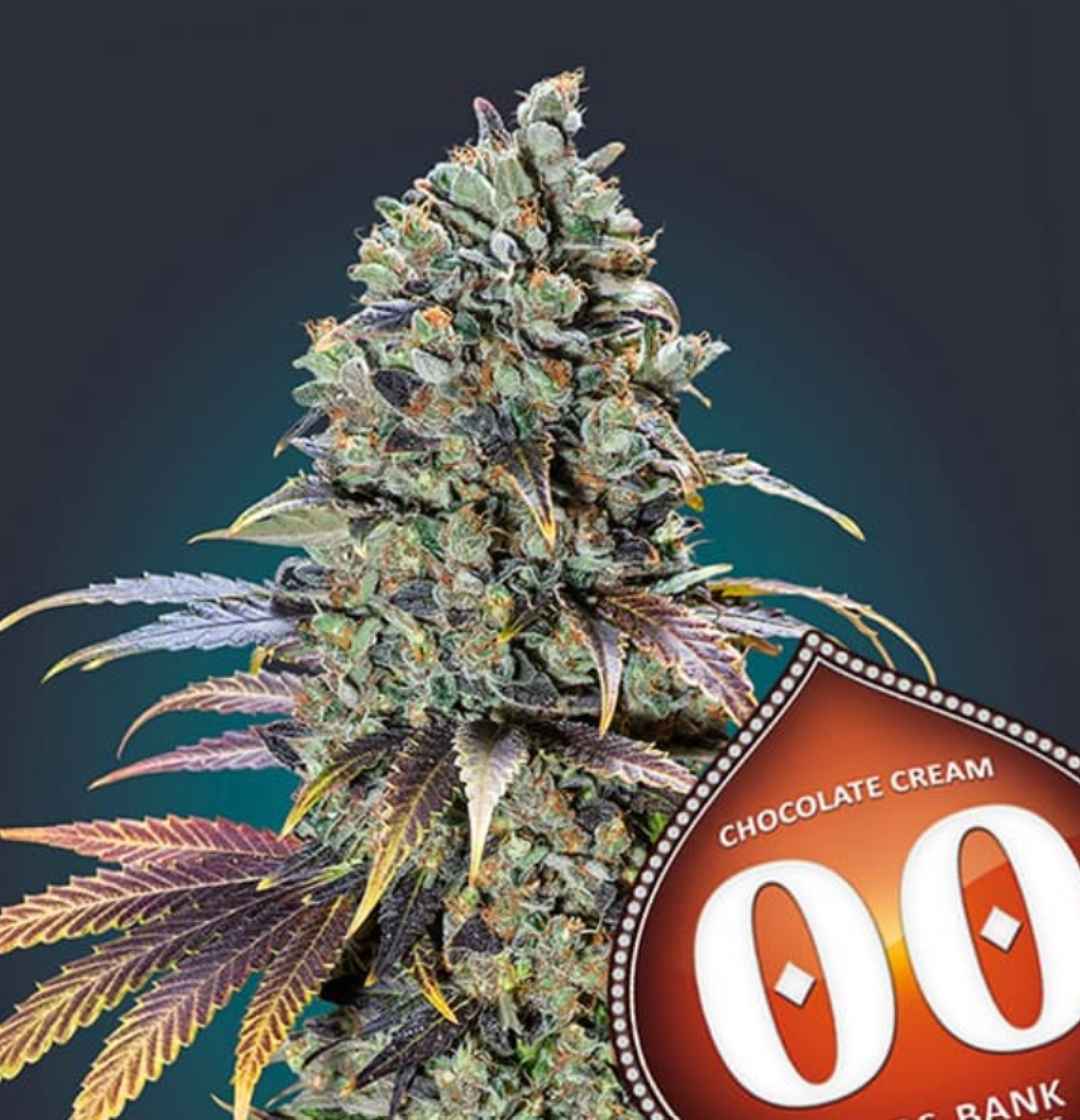 Kompakte Chocolate Cream Blüte mit harzigen Buds und violett-grünen Zuckerblättern in voller Reifephase.