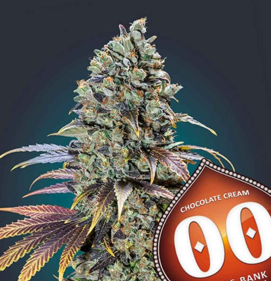 Kompakte Chocolate Cream Blüte mit harzigen Buds und violett-grünen Zuckerblättern in voller Reifephase.