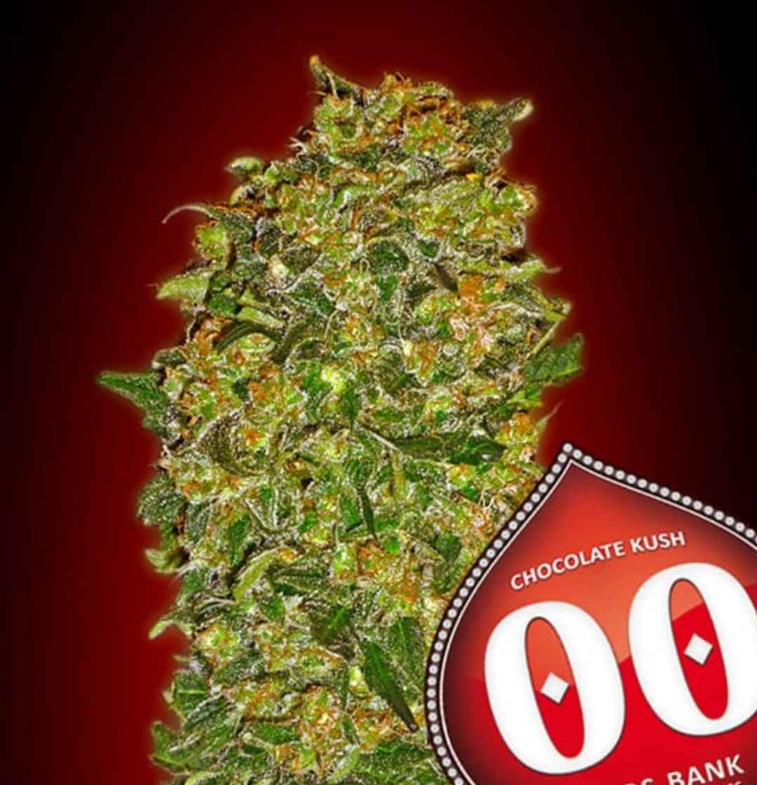 Nahaufnahme einer kompakten, harzigen Chocolate Kush Blüte mit orangefarbenen Härchen und dichten grünen Blättern.