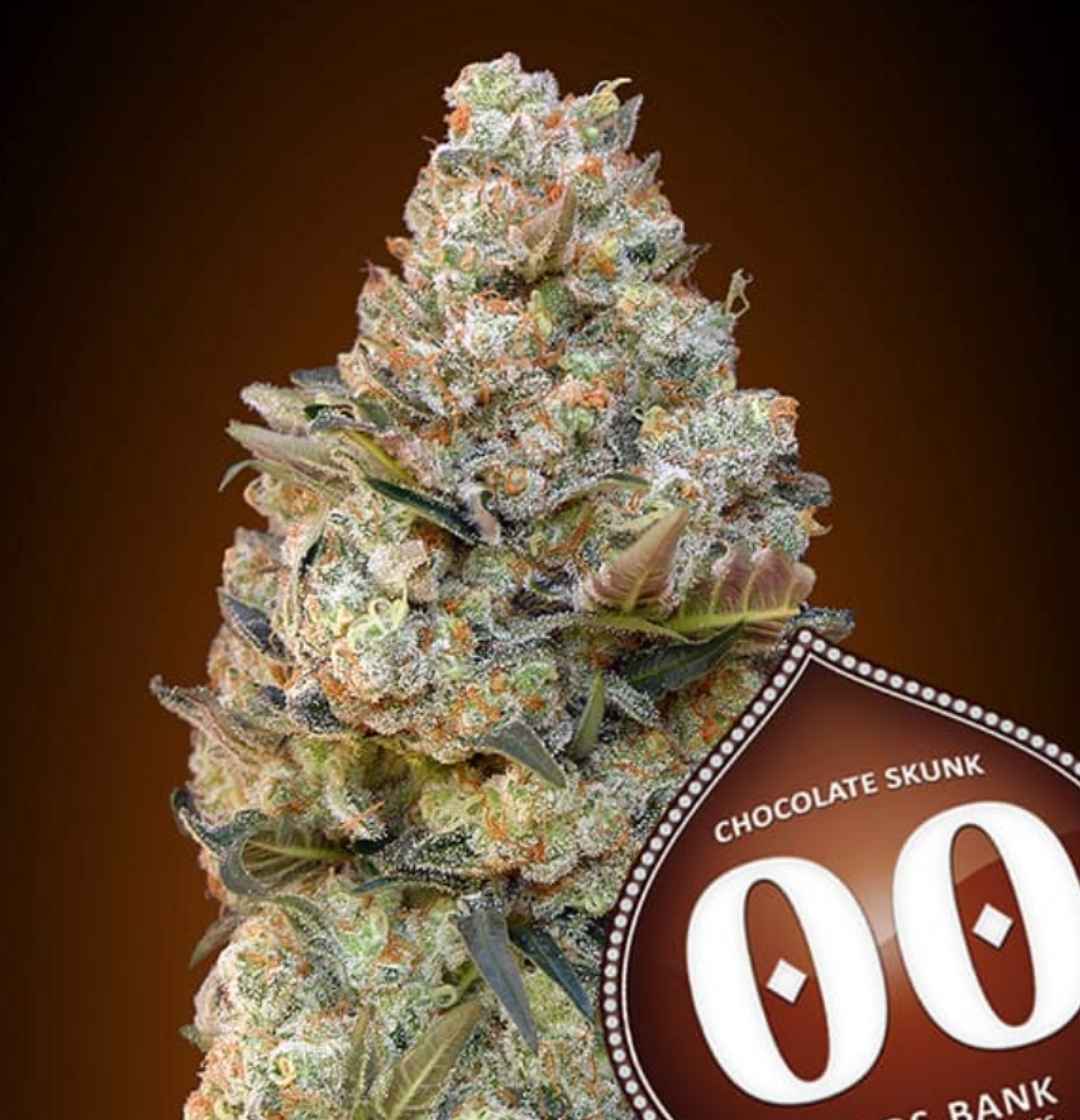 Dichte, harzige Bud mit orangefarbenen Blütenstempeln der Sorte Chocolate Skunk von 00 Seeds in Nahaufnahme.