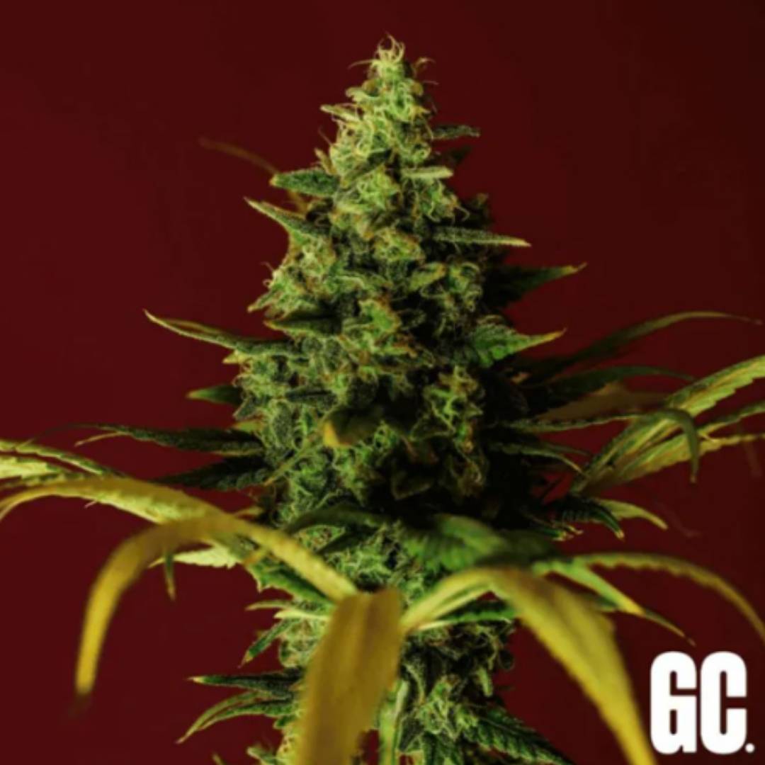 Cindy Rose Cannabisblüte mit grünen, harzigen Buds und gelblichen Blättern