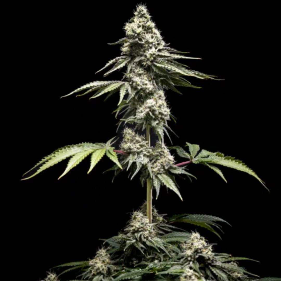 Clementine Slush von World Breeders mit dichter, harziger Cannabisblüte und schmalen Zuckerblättern.