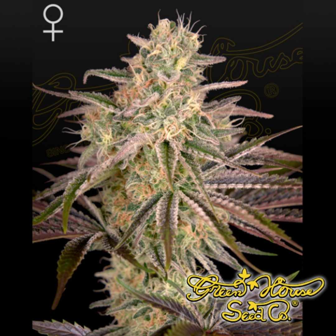 Cloud Walker Cannabispflanze mit dichtem Hauptbud, harzigen Trichomen und ausgeprägten Blütenständen