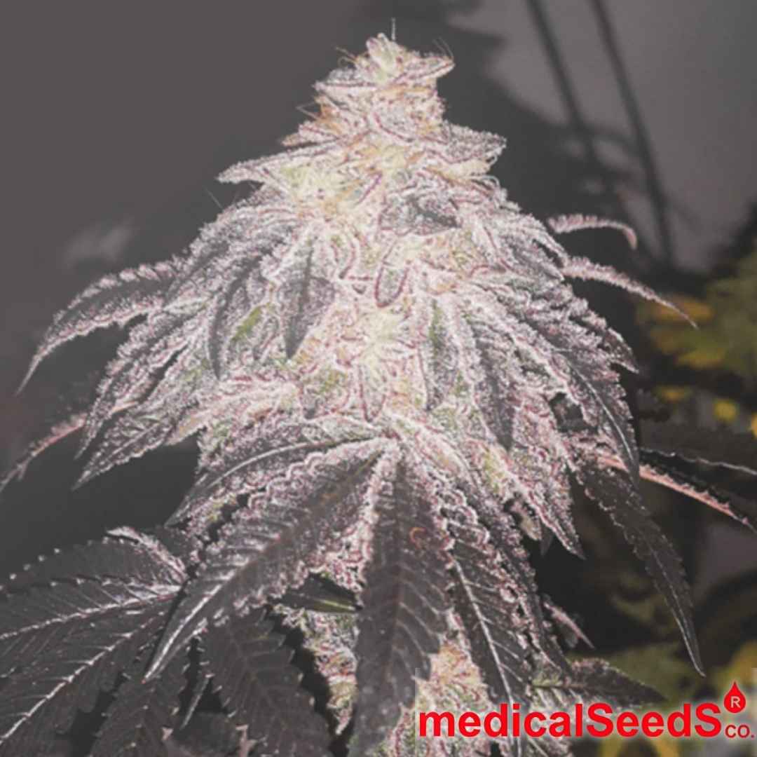 Auto Cookies Sherbert Pflanze mit harziger Hauptblüte, dichten Buds und violett schimmernden Blättern