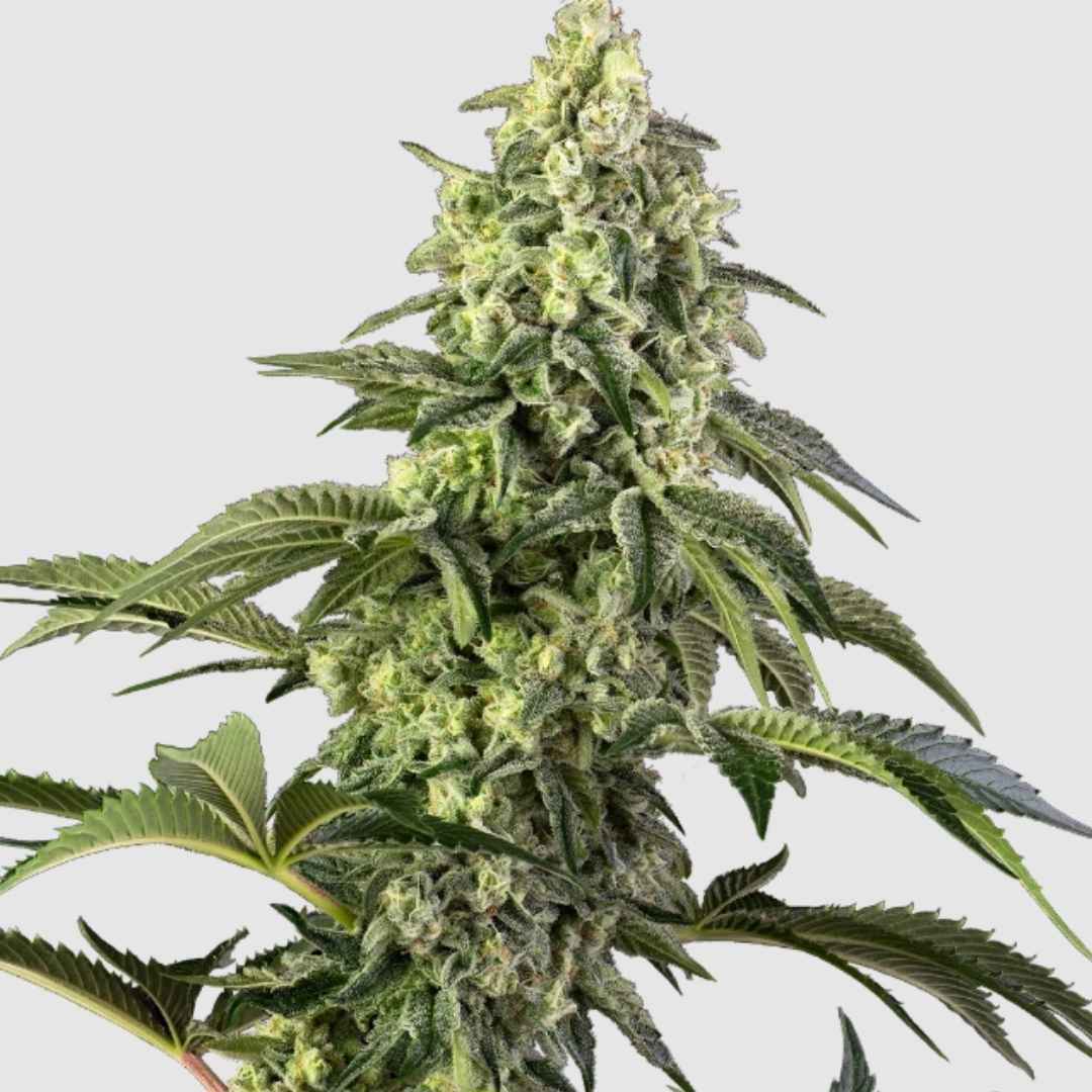 Üppige Cannabisblüte der Sorte Cosmic Kiss mit dichten, harzigen Knospen