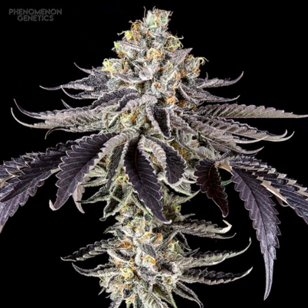 Crazy Melon Cannabisblüte mit harzigen Buds, violetten Blättern und orangefarbenen Blütenhärchen