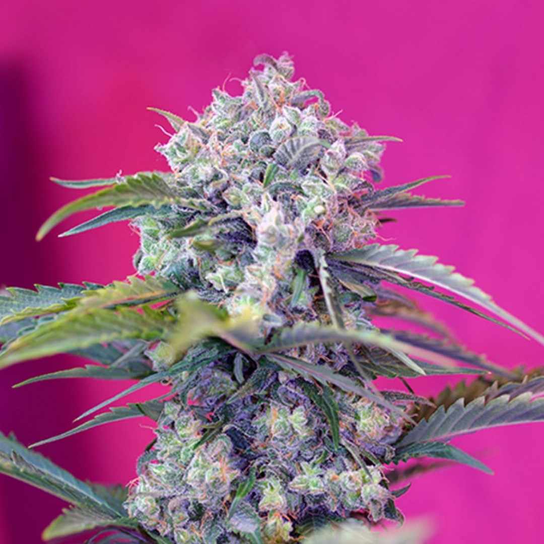 Dichte Blüte der Cream Mandarine Auto mit violett-grünen Nuancen und harzigen Trichomen