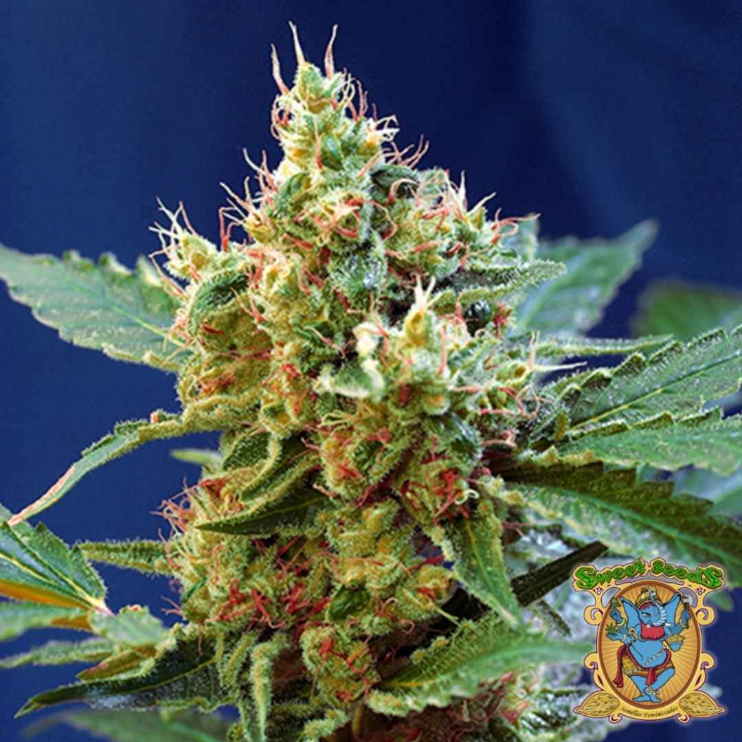 Nahaufnahme einer Cream Mandarine XL Auto Blüte mit orangen Härchen und dichten, harzüberzogenen Buds.