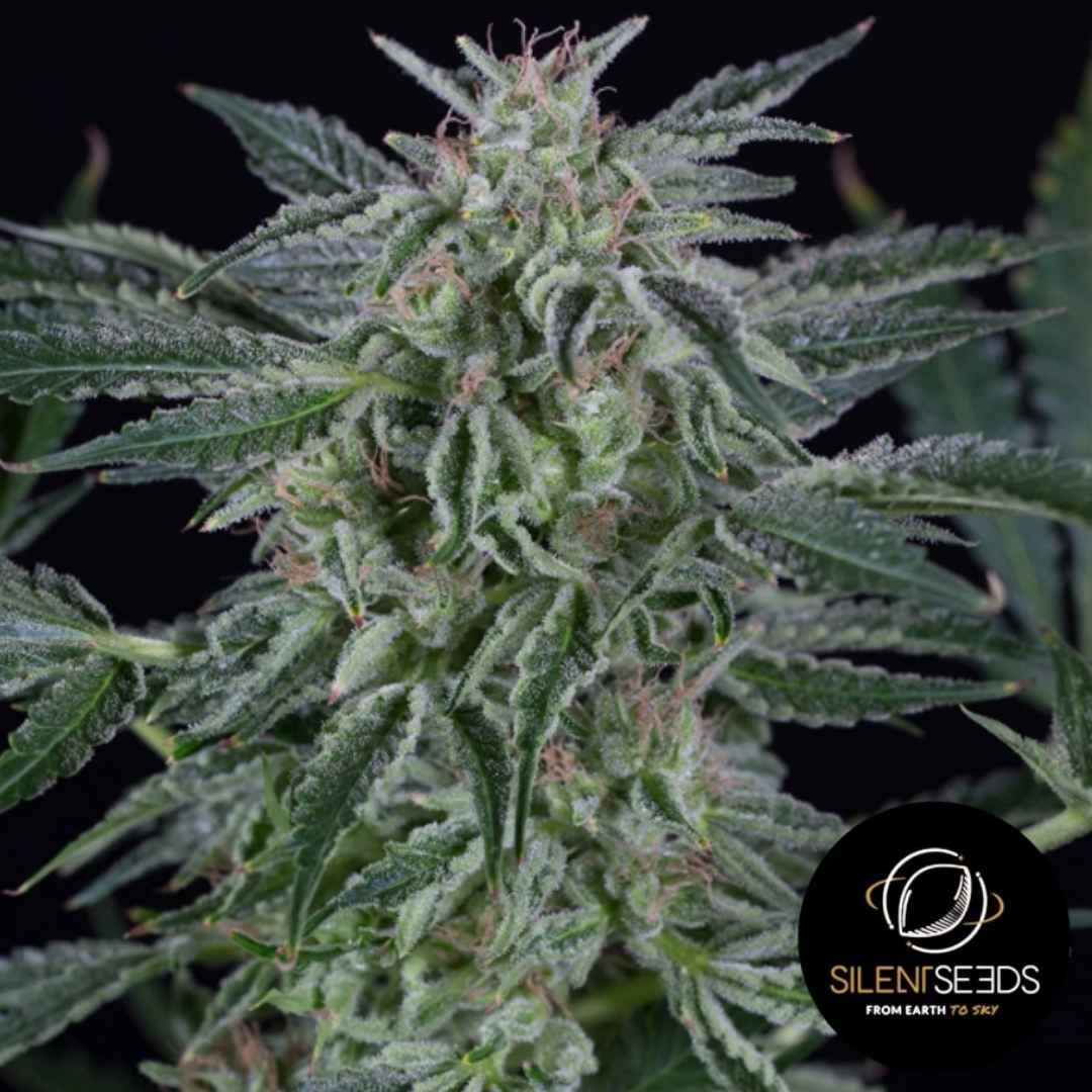 Dichte Critical Jack Auto Blüte mit harzigen Trichomen und orangefarbenen Blütenhärchen