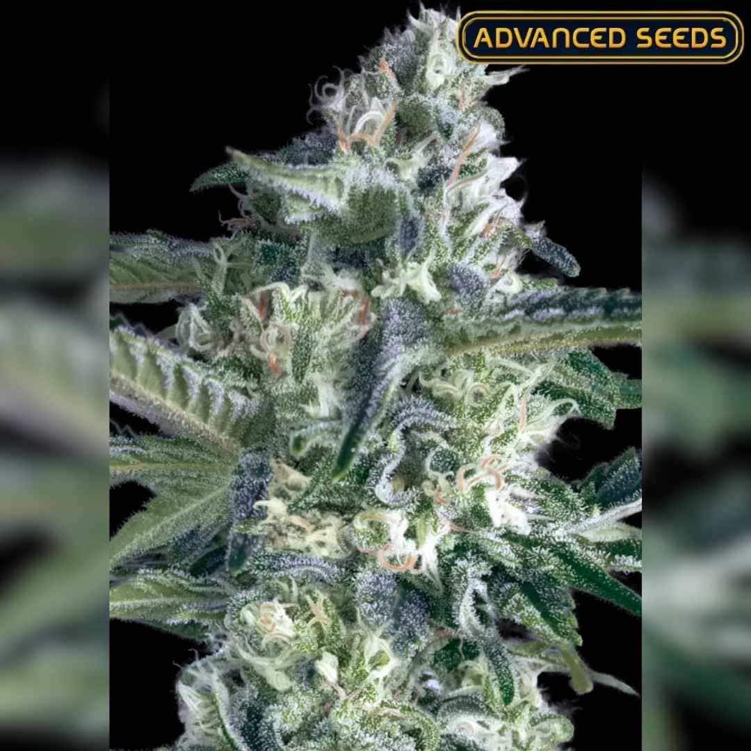 Dicht bewachsene Critical Lemon Fast Blüte mit hellgrünen Buds, weißen Trichomen und orangefarbenen Härchen.