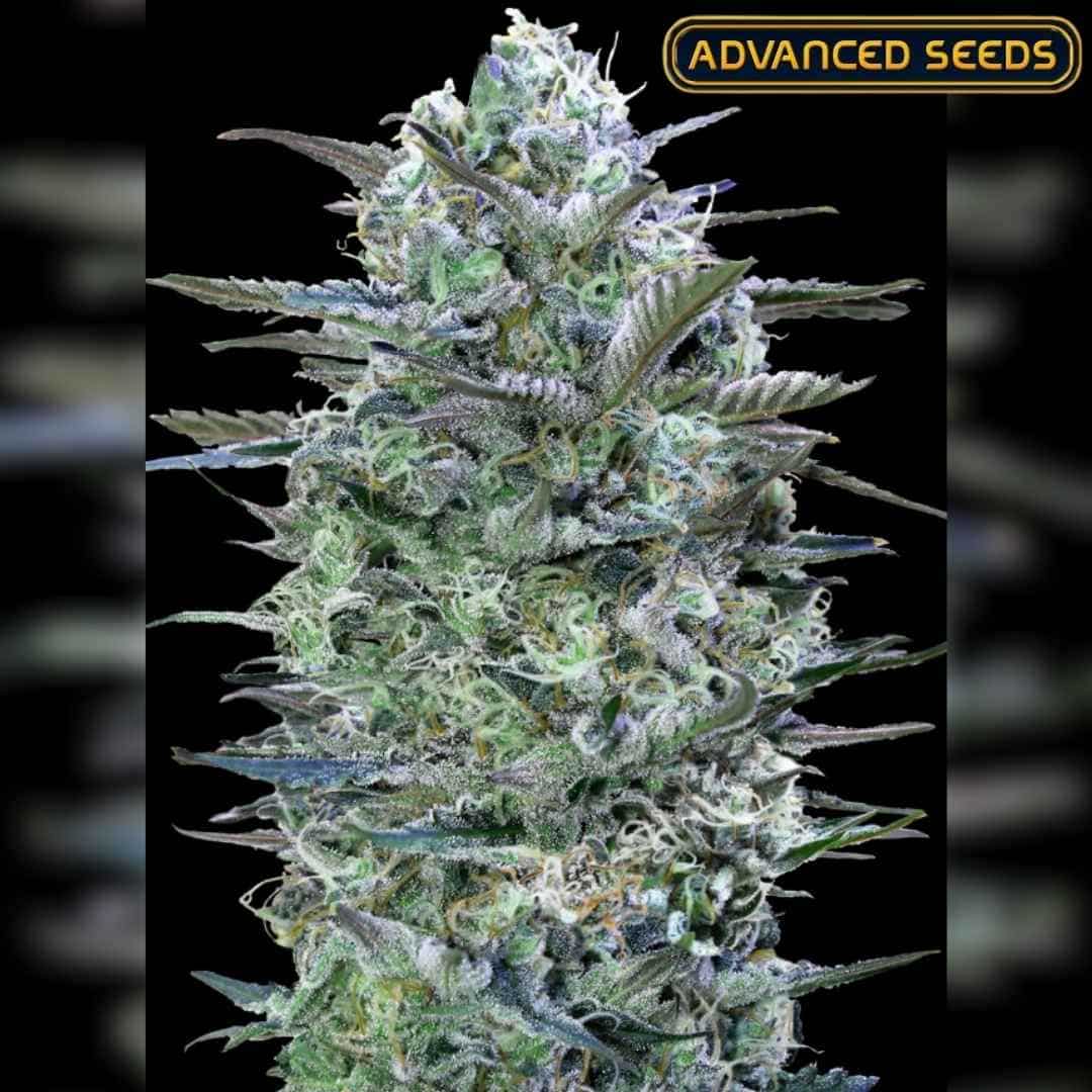 Dicht gewachsene Critical Lemon Blüte mit dicker Harzschicht und grünen sowie violetten Nuancen.