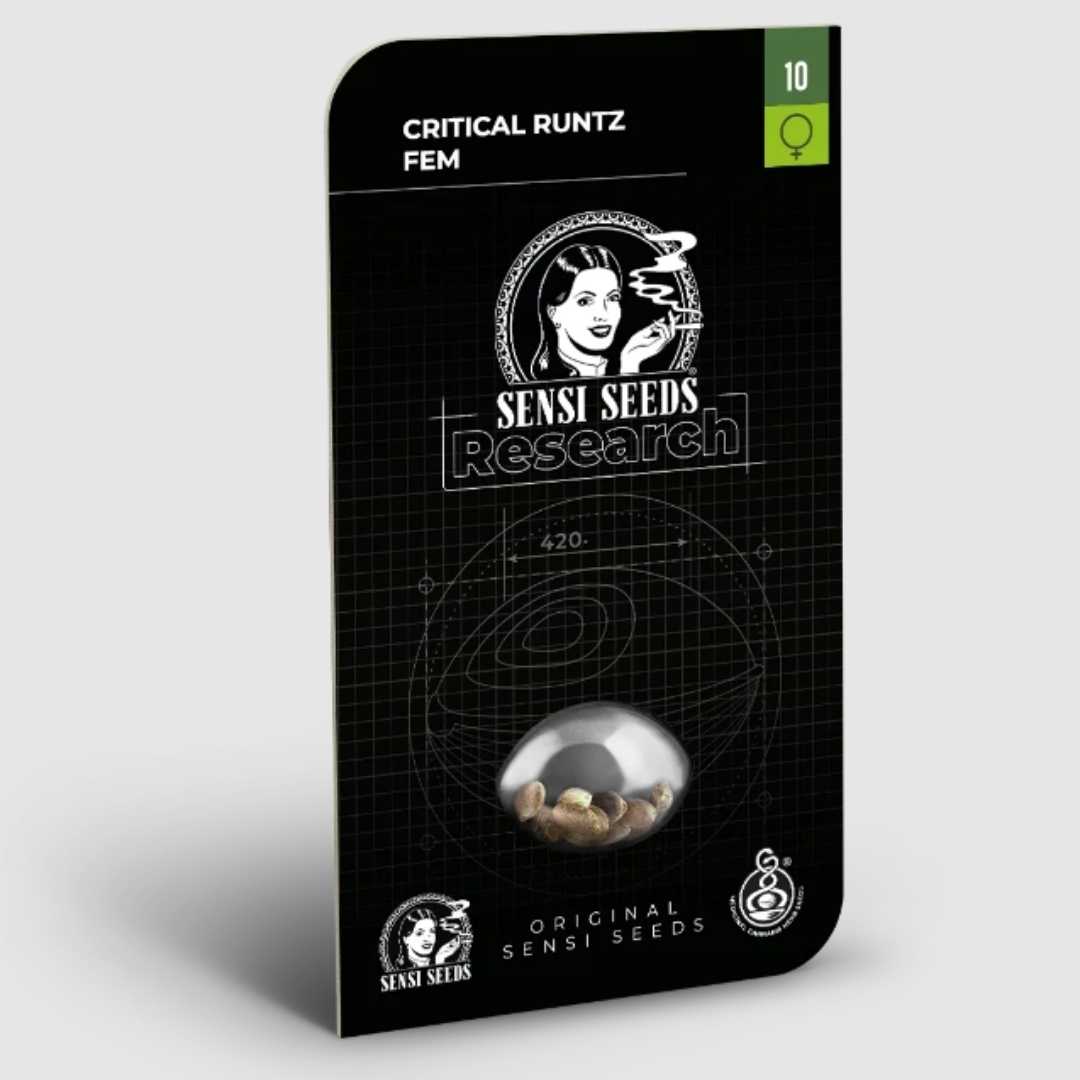 Critical Runtz Sensi Seeds Verpackung mit transparentem Sichtfenster für feminisierte Hanfsamen
