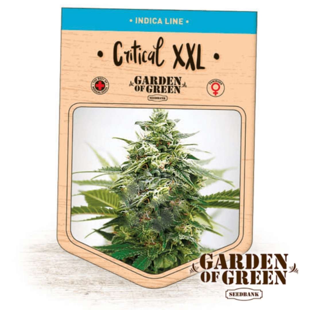 Critical XXL Verpackung mit harzreicher Indica-Pflanze von Garden of Green