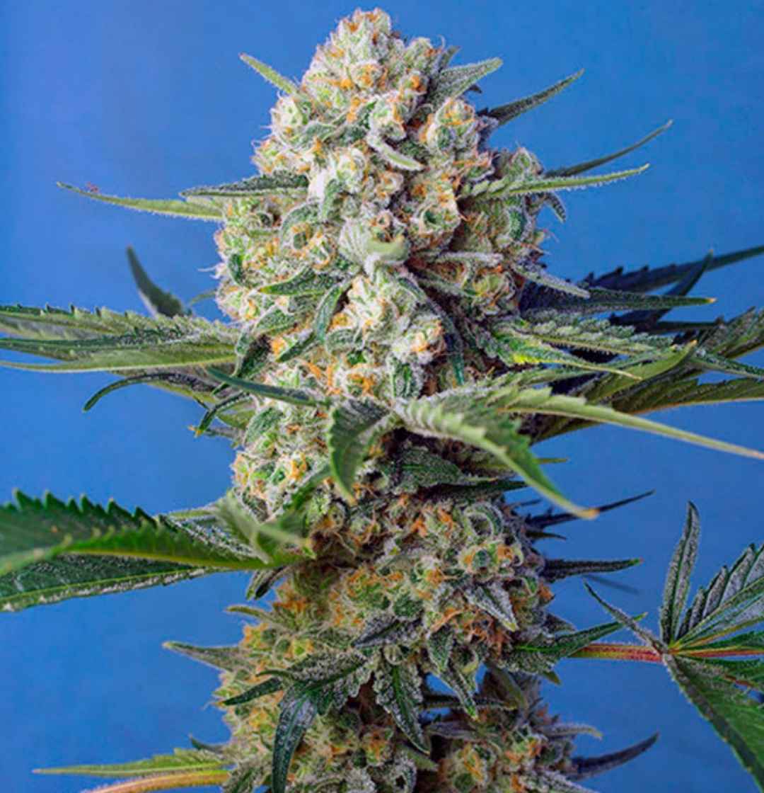 Seitlicher Blick auf die kompakte Crystal Candy F1 Fast Version mit kräftigen Buds und glänzenden Harzschichten