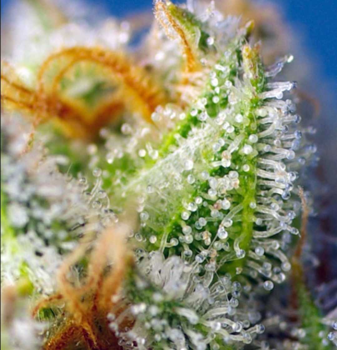 Makroaufnahme der Crystal Candy F1 Fast Version mit reifen Trichomen und orangen Blütenstempeln