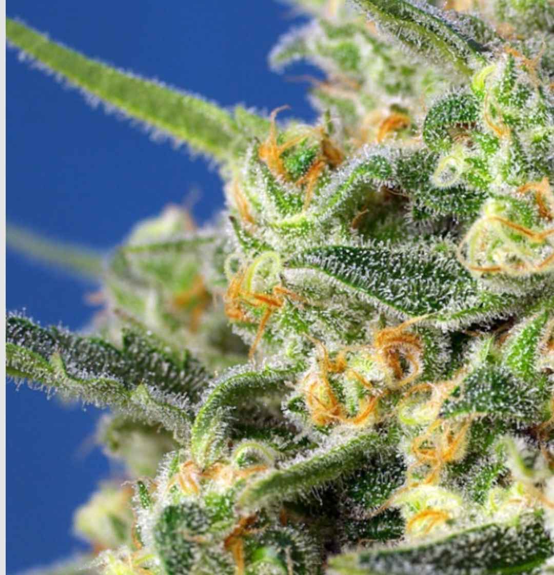 Nahaufnahme einer Crystal Candy F1 Fast Version Knospe mit dichten Kristallschichten und feinen Härchen