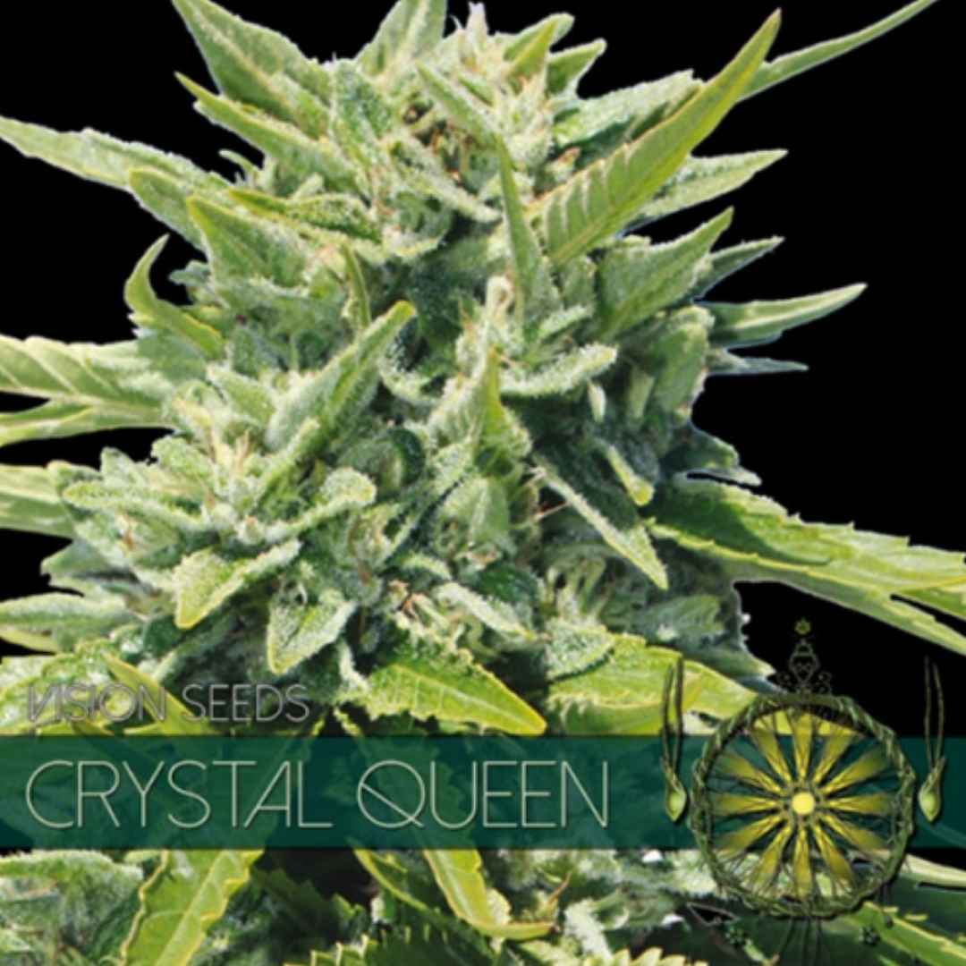 Harzige Crystal Queen Blüte von Vision Seeds mit dichten grünen Kelchen und sichtbaren Trichomen.