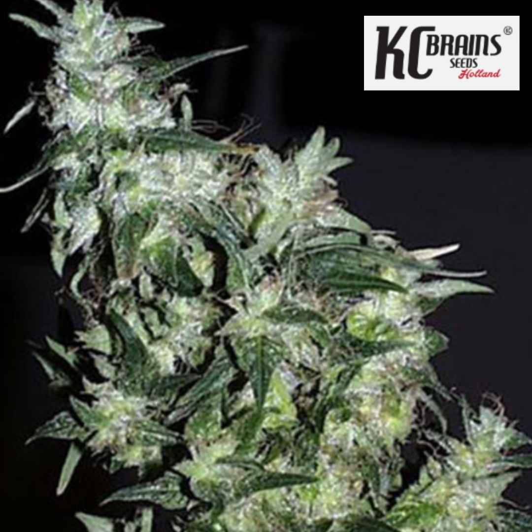 Cyber Cristal Cannabisblüte mit dichten, harzigen Buds und sichtbaren Trichomen