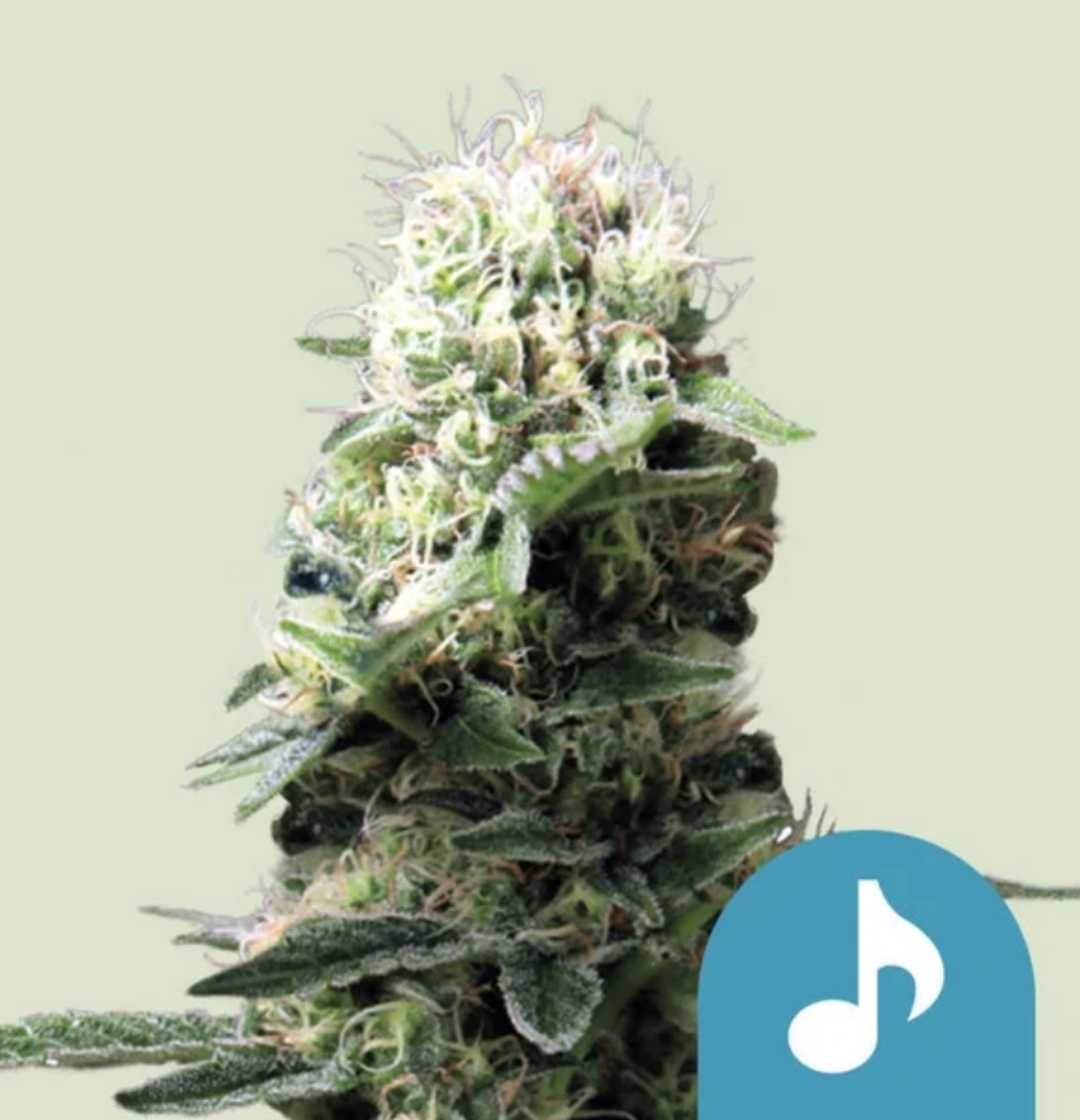 Dance World Blüte mit dichten, harzüberzogenen Trichomen und orangefarbenen Stempeln