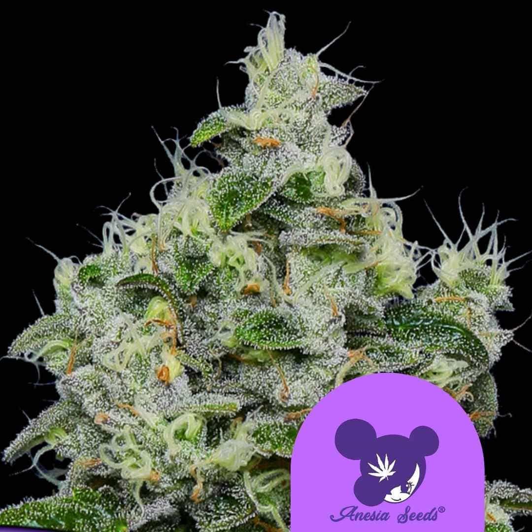 Dankberry Auto Blüte mit dichten Harztrichomen und leuchtend orangefarbenen Blütenhärchen