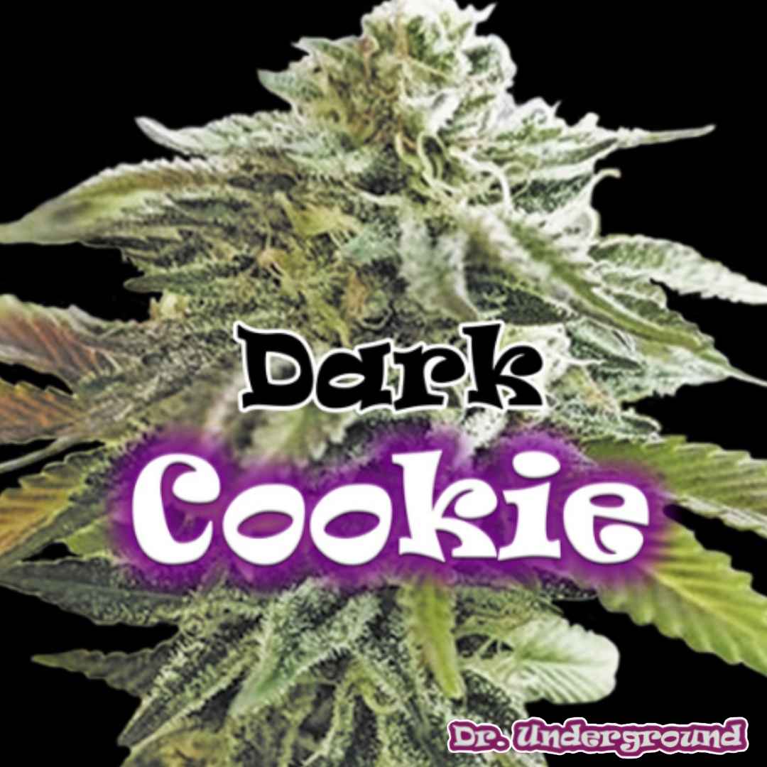 Dark Cookie Cannabissorte mit dichter harziger Blüte und hellgrünen Blättern