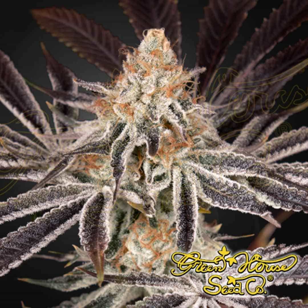 Dark Phoenix Cannabisblüte mit dichten, harzigen Buds, violetten Blättern und orangefarbenen Stempeln