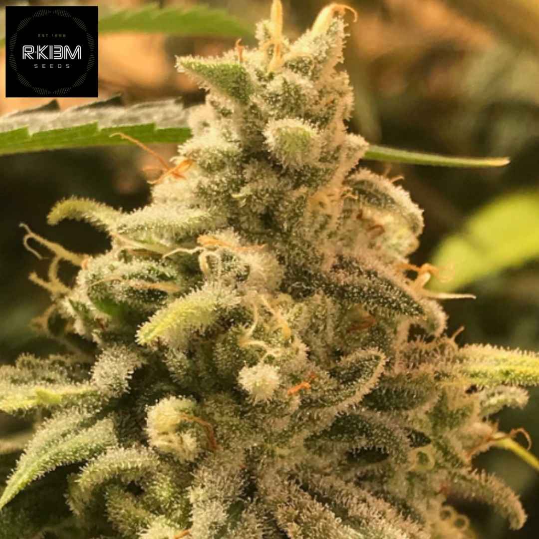 Deadcheese Cannabisblüte mit dichter Struktur, harzigen Trichomen und orangefarbenen Blütenstempeln
