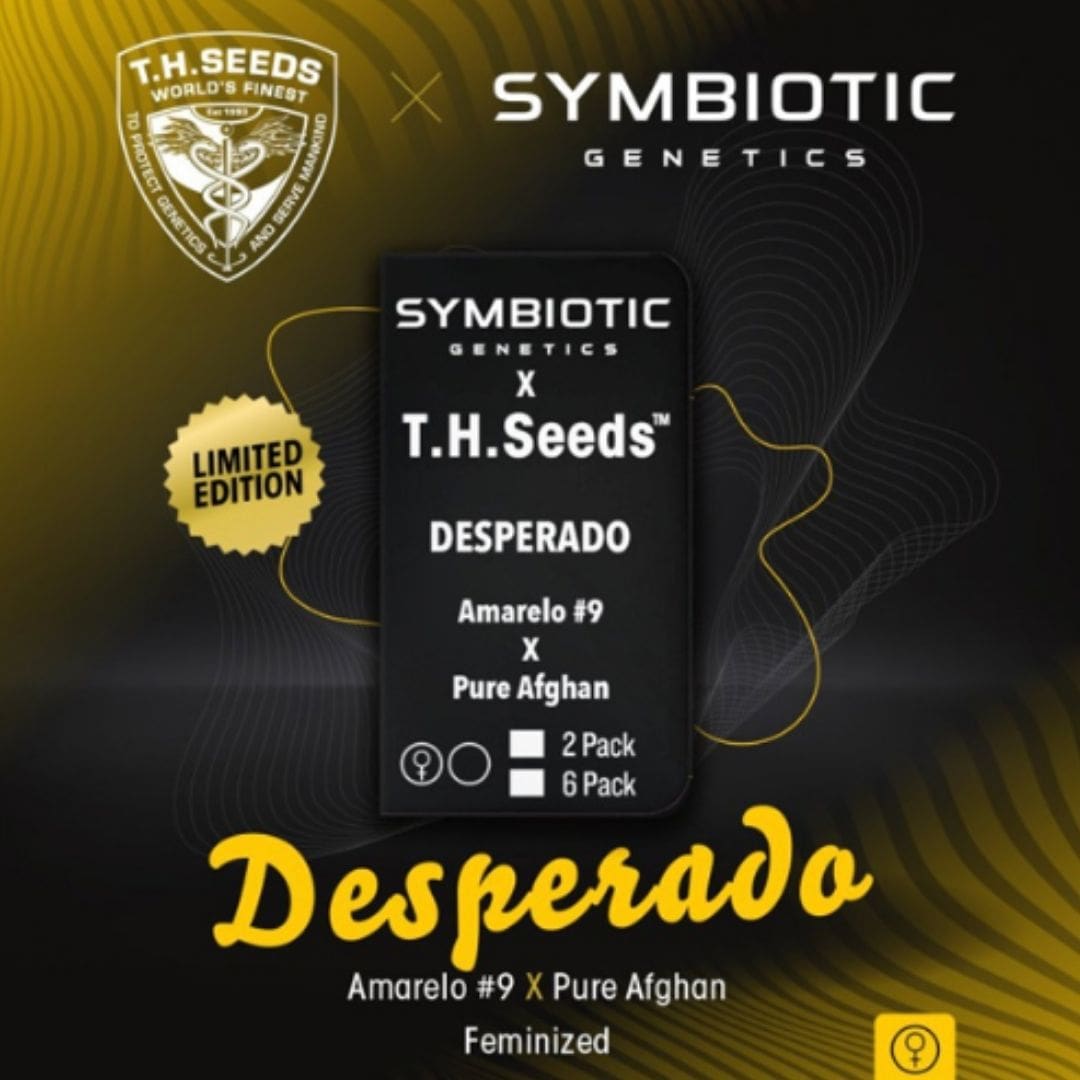 Desperado Samenpackung von T.H.Seeds und Symbiotic Genetics, Amarelo #9 x Pure Afghan, feminisiert