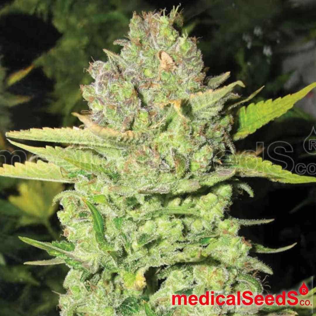 Reife Devil Fruit Cannabisblüte mit kompakten Buds, vielen Trichomen und sichtbaren Blütenhaaren