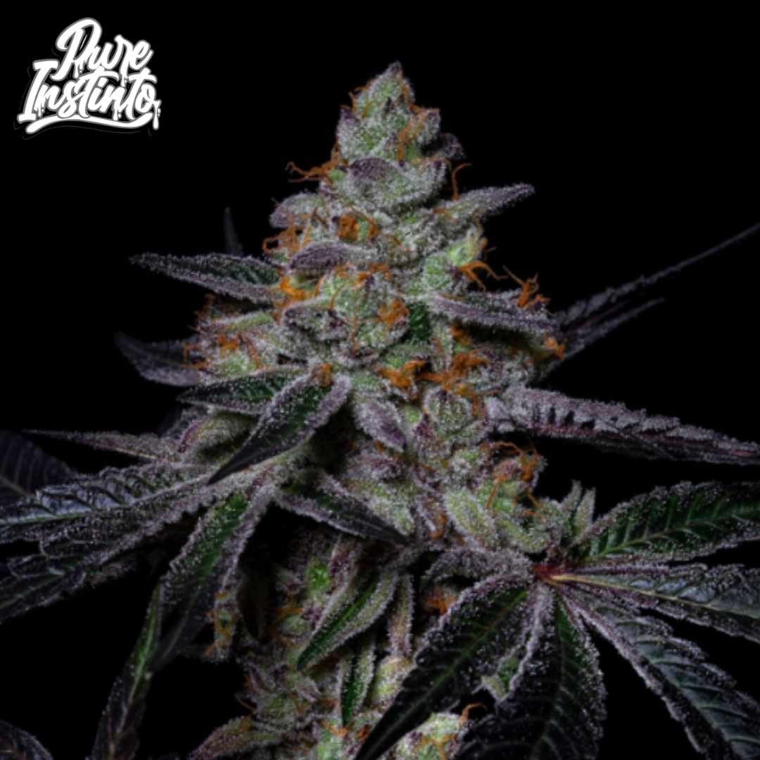 Diamond Dust Cannabis Blüte mit dichter Harzschicht, violetten Blättern und orangefarbenen Pistillen