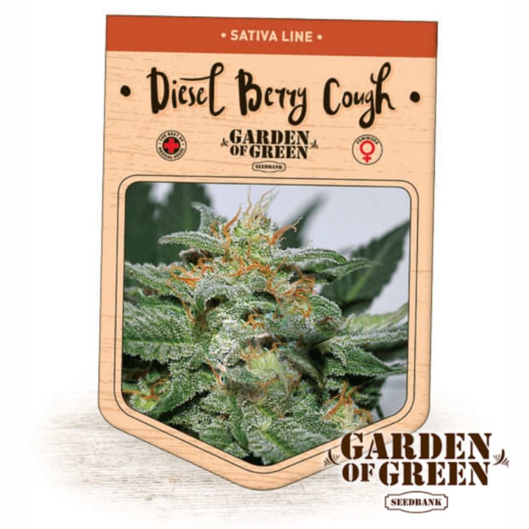 Diesel Berry Cough Bud mit orangefarbenen Härchen und dichter Harzschicht im Seedbank-Design