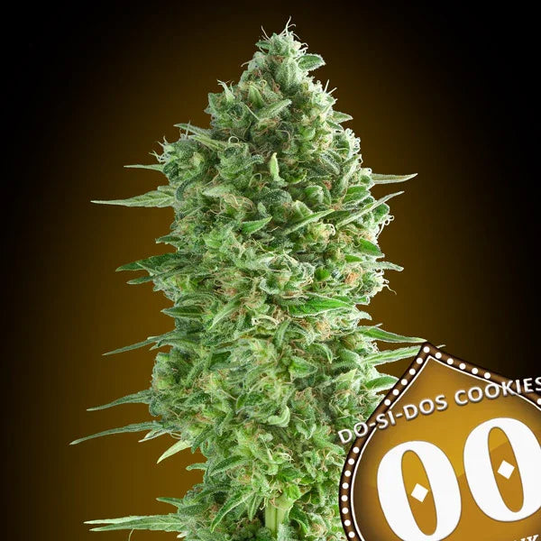 Große, dichte Blüte der Sorte Do-si-dos Cookies mit kristallinem Harz und feinen Blütenhaaren.