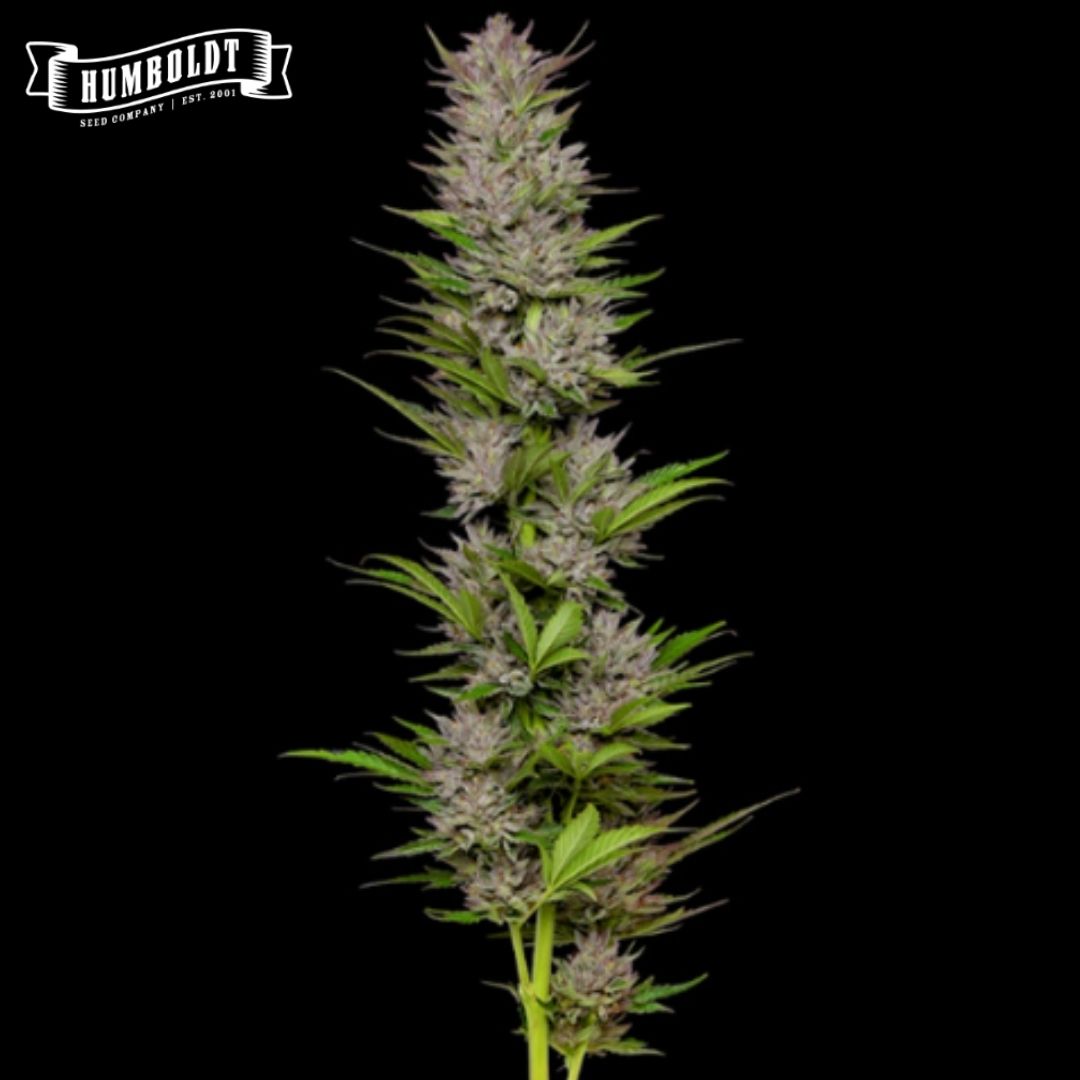Don Carlos Cannabisblüte mit dichten, harzigen Buds und schmalen grünen Zuckerblättern