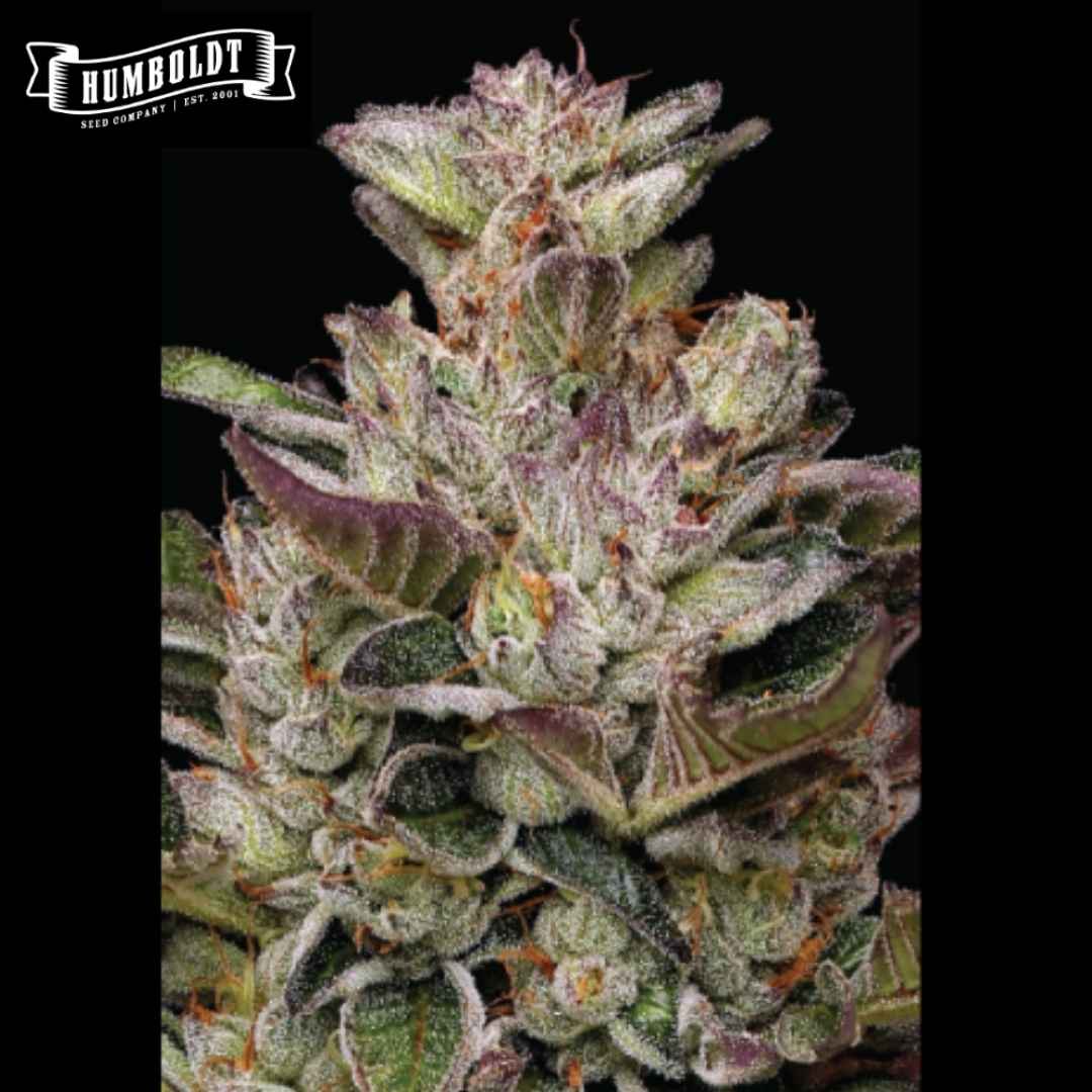 Harzige Donutz Cannabisblüte mit violetten Blättern und orangefarbenen Blütenfäden