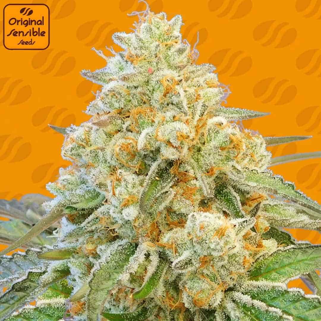 Do Si Dos OG Cannabisknospe mit dichter Struktur, starkem Harzbesatz und orangefarbenen Blütenfäden