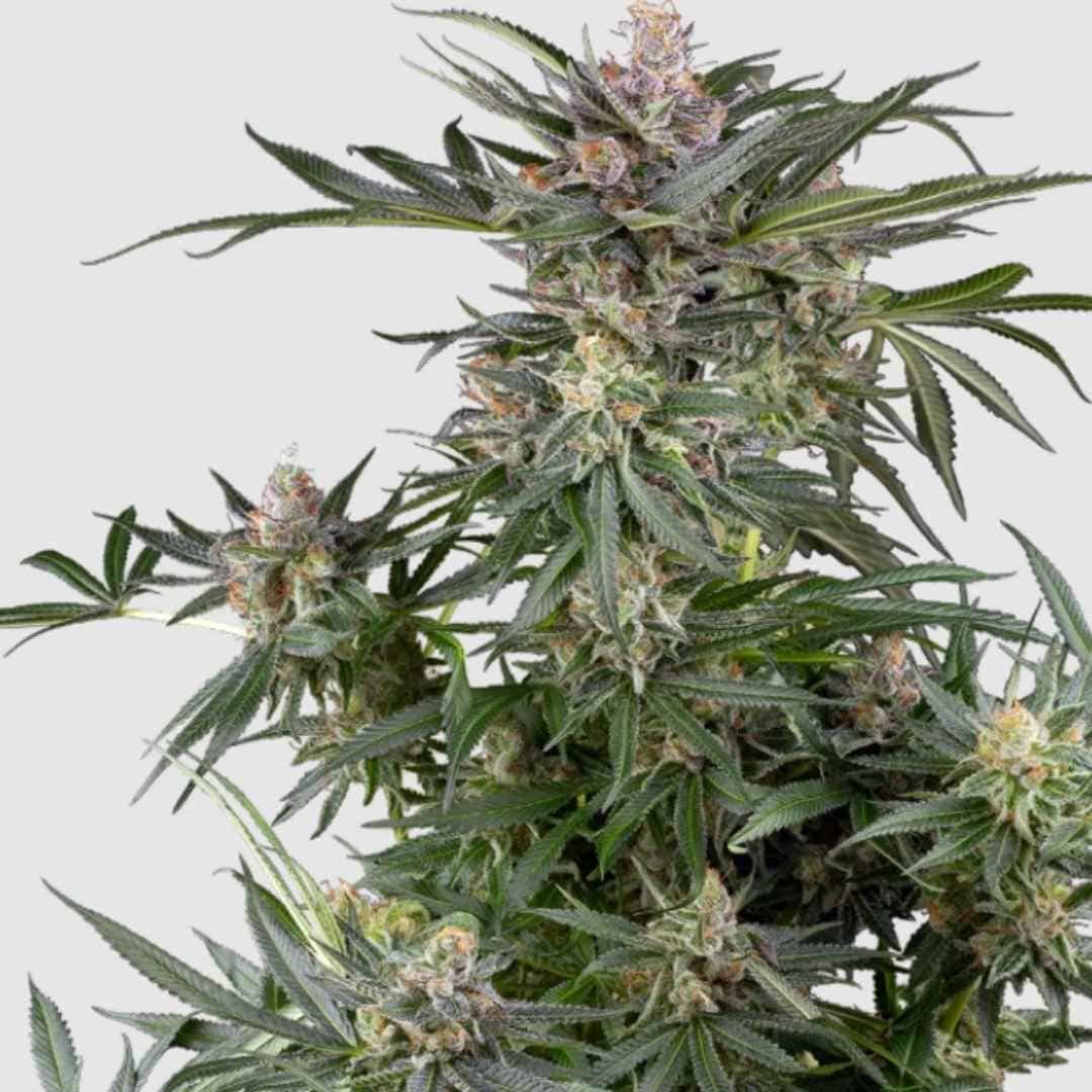 Dosimosa Cannabispflanze mit dichten, harzreichen Buds und zarten violetten Akzenten